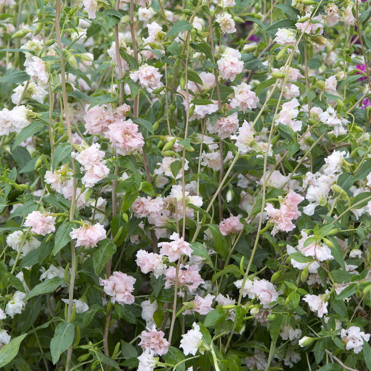 Clarkia Seeds 'Appleblossom'