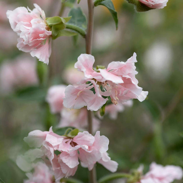 Clarkia Seeds 'Appleblossom'