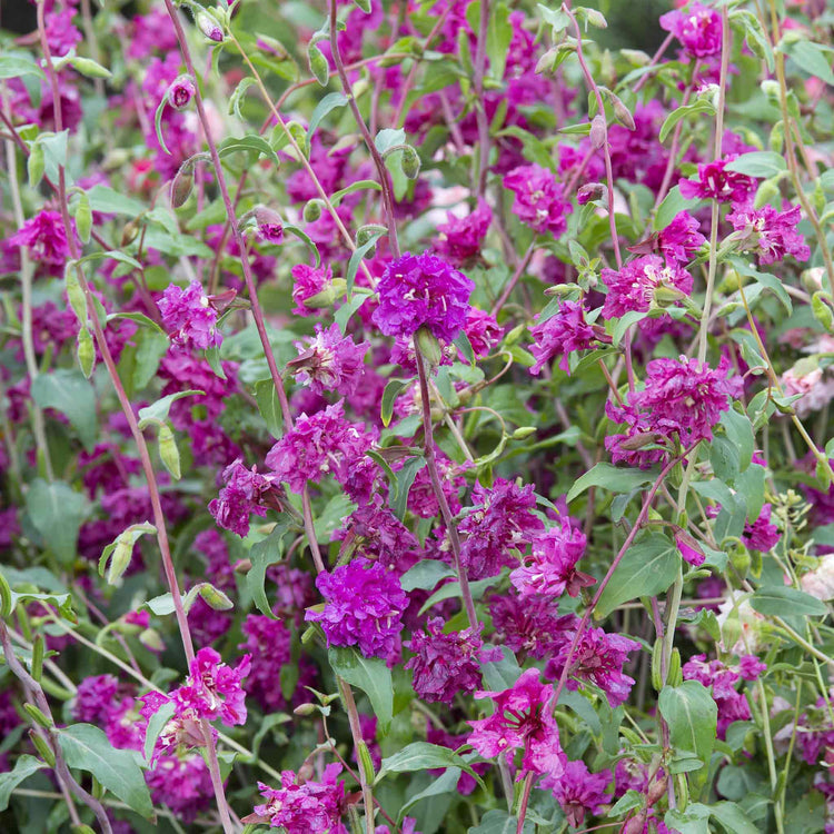 Clarkia Seeds 'Brilliant'