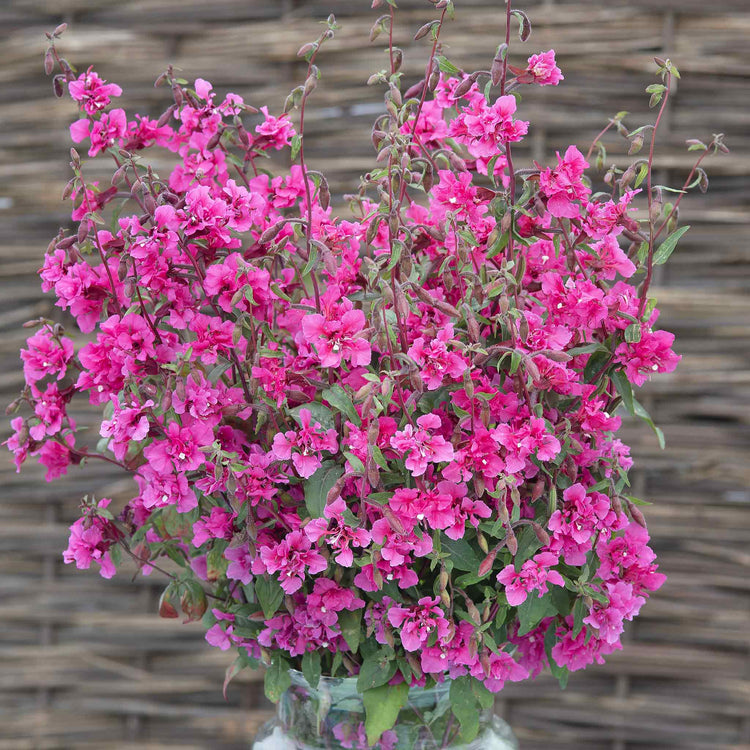 Clarkia Seeds 'Brilliant'