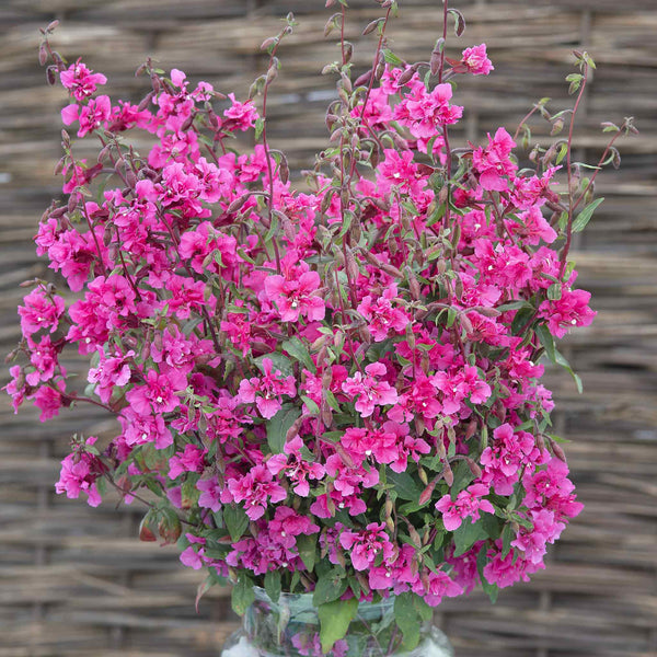 Clarkia Seeds 'Brilliant'