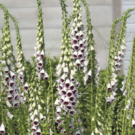 Foxglove Seeds 'Bubbly Pink' F1