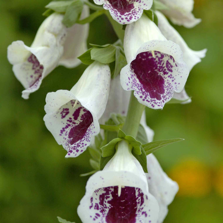 Foxglove Seeds 'Bubbly Pink' F1