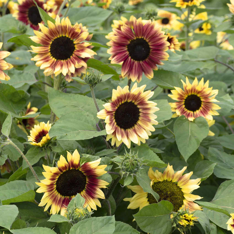 Sunflower Seeds 'Summer Lovin'