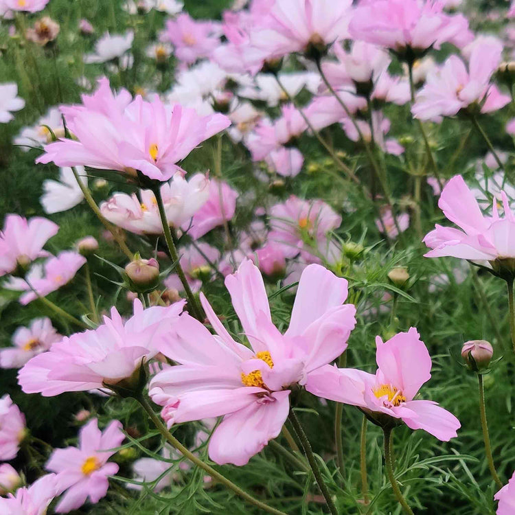 Cosmos Seeds 'Cosimo Collarette'