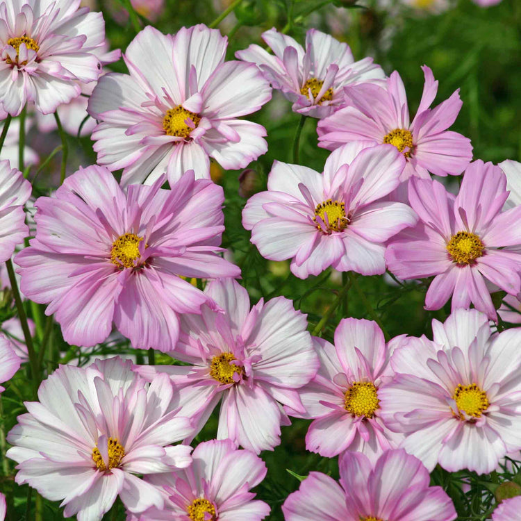 Cosmos Seeds 'Cosimo Collarette'