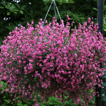 Silene Seeds 'Sibella Carmine'