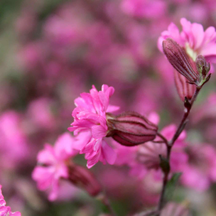 Silene Seeds 'Sibella Carmine'