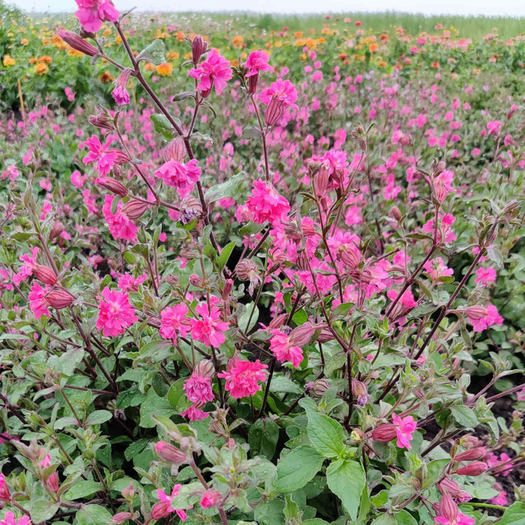 Silene Seeds 'Sibella Carmine'