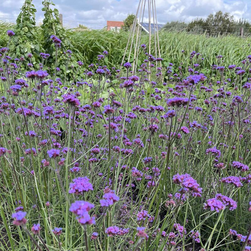 Verbena Seeds 'Bonariensis Vanity'