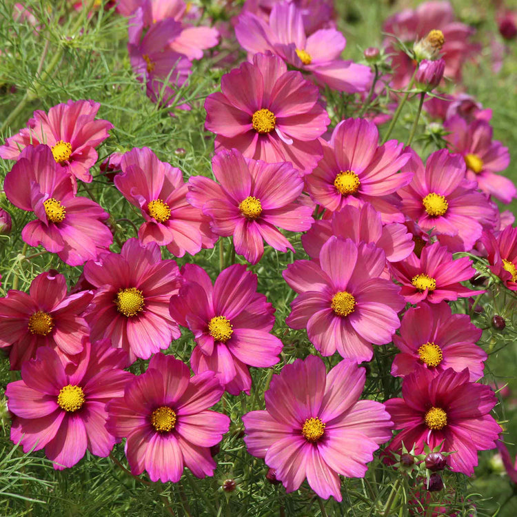 Cosmos Seeds 'Senia'