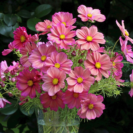 Cosmos Seeds 'Senia'