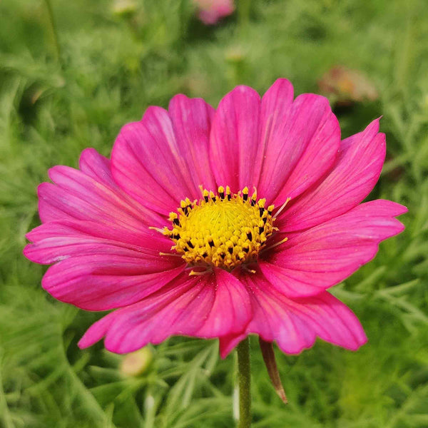 Cosmos Seeds 'Senia'