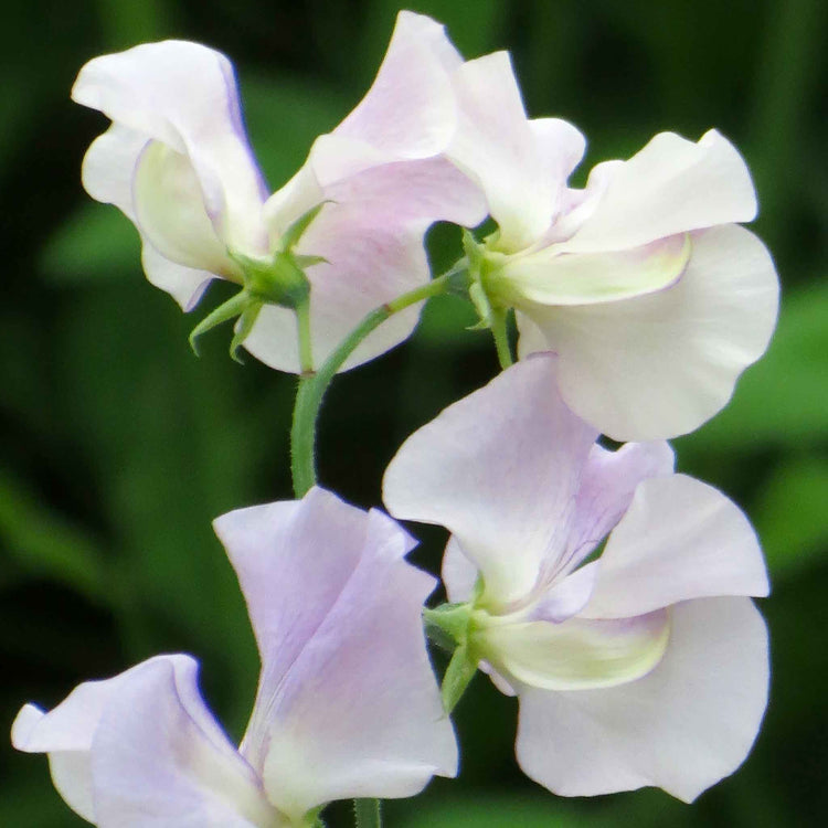 Sweet Pea Seeds 'More Scent'