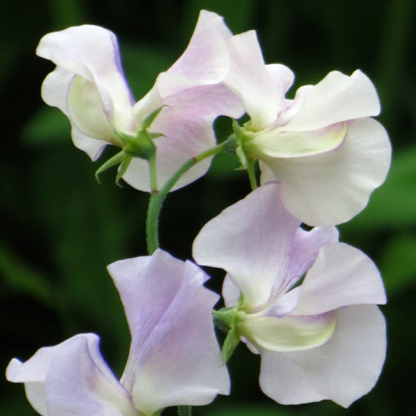 Sweet Pea Seeds 'More Scent'