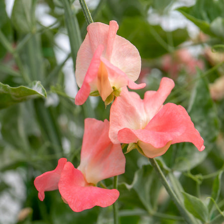 Sweet Pea Seeds 'Princess Elizabeth'