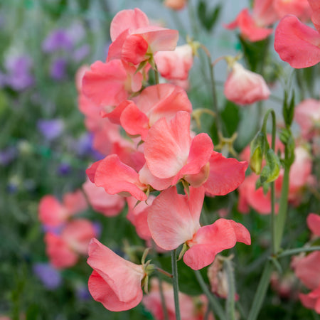 Sweet Pea Seeds 'Princess Elizabeth'