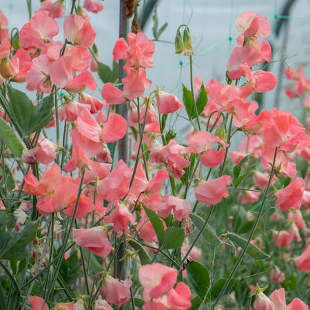 Sweet Pea Seeds 'Princess Elizabeth'