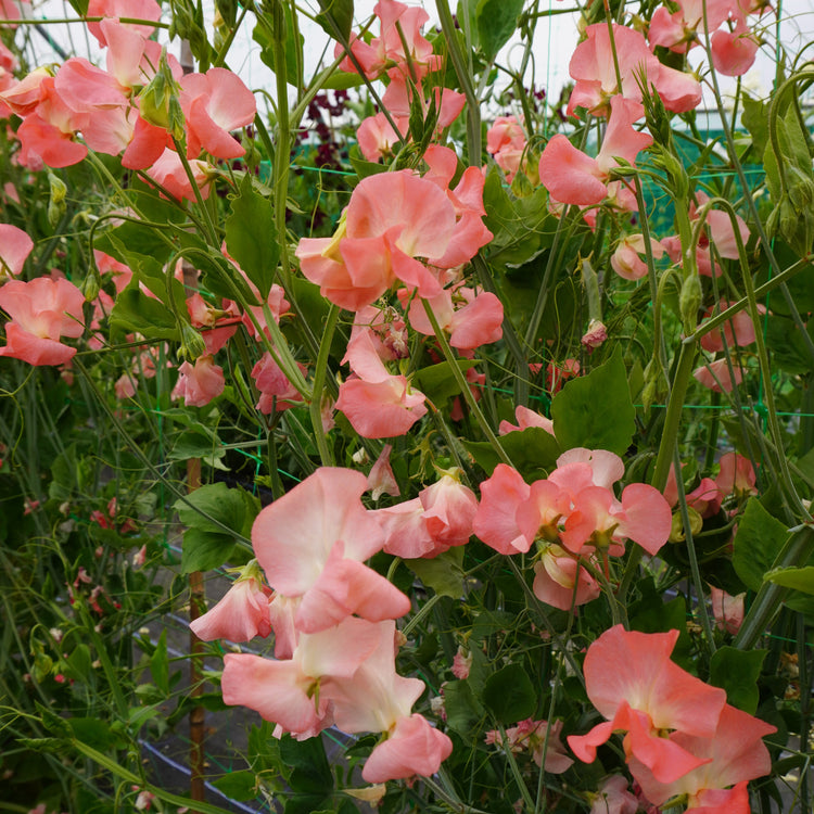 Sweet Pea Seeds 'Princess Elizabeth'