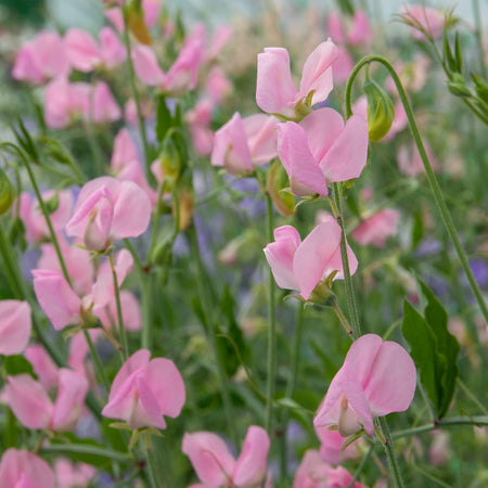 Sweet Pea Seeds 'Janet Scott'