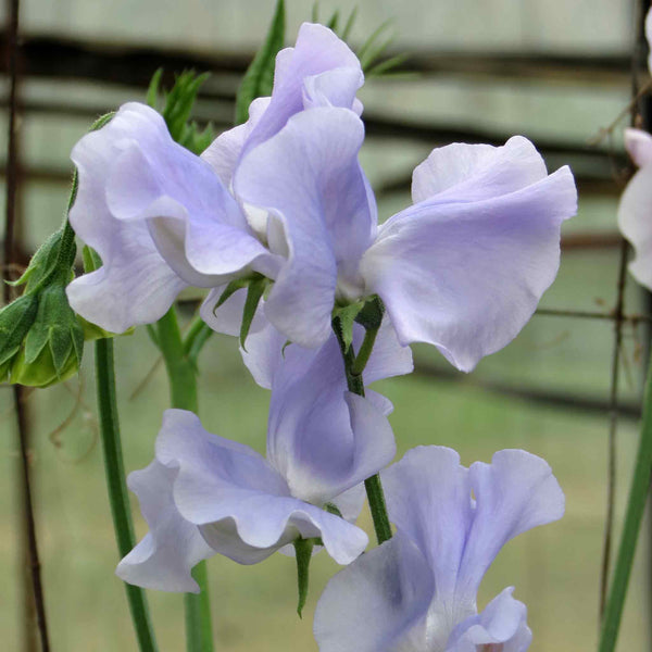 Sweet Pea Seeds 'Ballerina Blue'