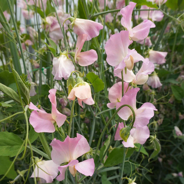 Sweet Pea Seeds 'Pea Alisa' Seeds