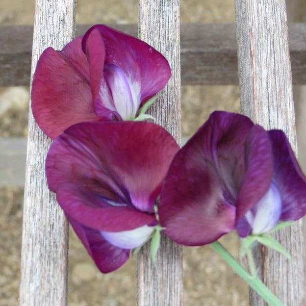 Sweet Pea Seeds 'Moody Magenta'