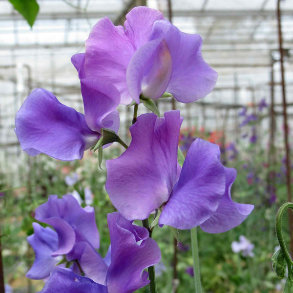 Sweet Pea Seeds 'Blue Danube'