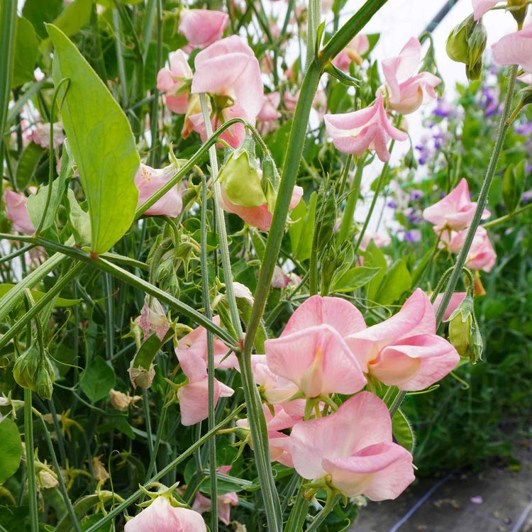 Sweet Pea Seeds 'Emily'