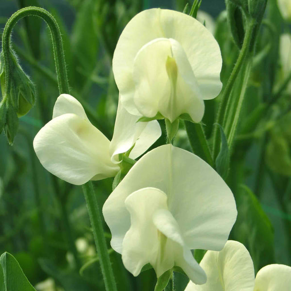 Sweet Pea Seeds 'Mrs Collier'