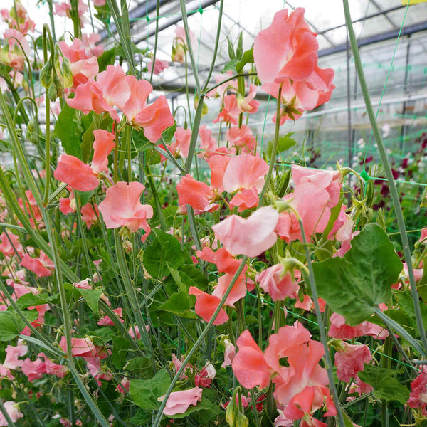 Sweet Pea Seeds 'WJ Unwin'