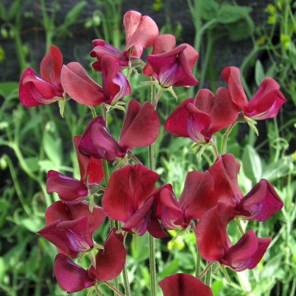 Sweet Pea Seeds 'Black Knight'