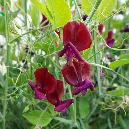 Sweet Pea Seeds 'Black Knight'