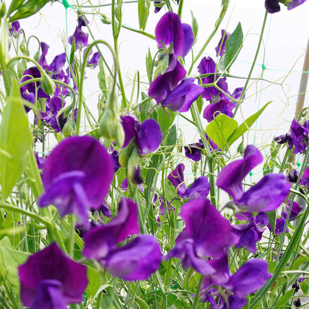 Sweet Pea Seeds 'Lord Nelson'