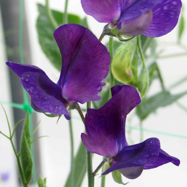 Sweet Pea Seeds 'Lord Nelson'