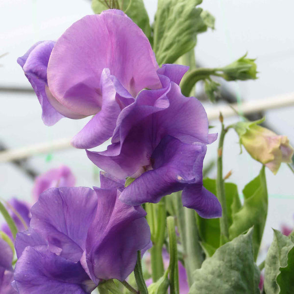 Sweet Pea Seeds 'Noel Sutton'