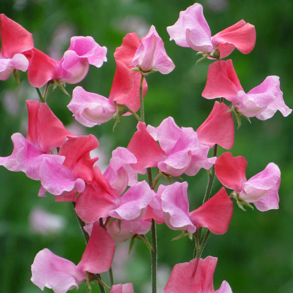 Sweet Pea Seeds 'Duo Salmon'