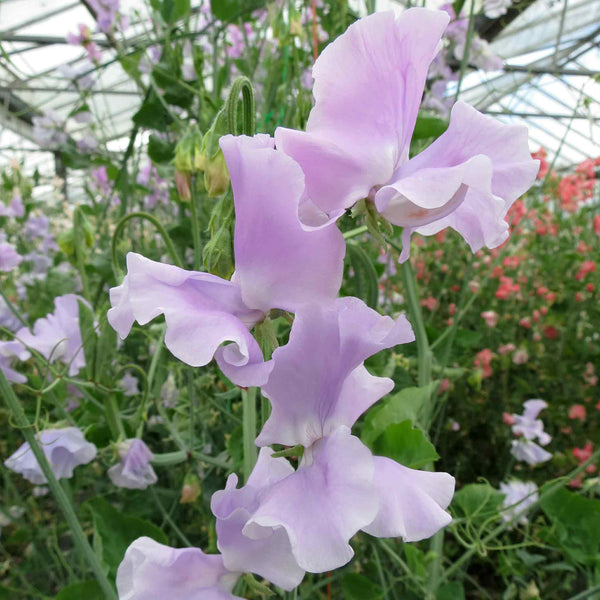 Sweet Pea Seeds 'Lynn Davey'