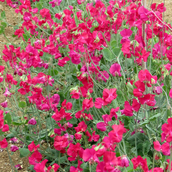 Sweet Pea Seeds 'Rhineland'