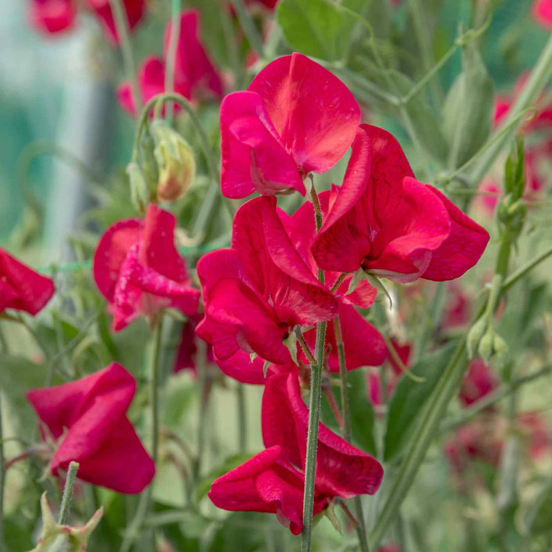 Sweet Pea Seeds 'Zorija Rose'