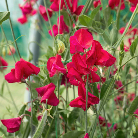 Sweet Pea Seeds 'Zorija Rose'