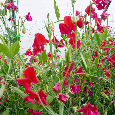 Sweet Pea Seeds 'Zorija Rose'