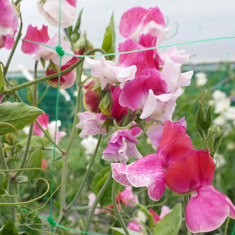 Sweet Pea Seeds 'Route 66'