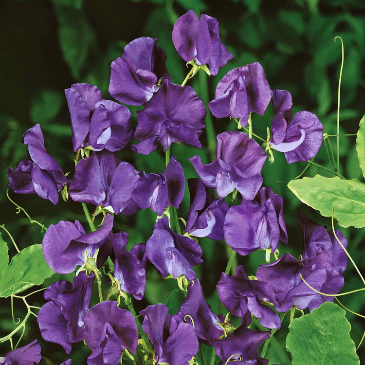 Sweet Pea Seeds 'Sir Cliff'