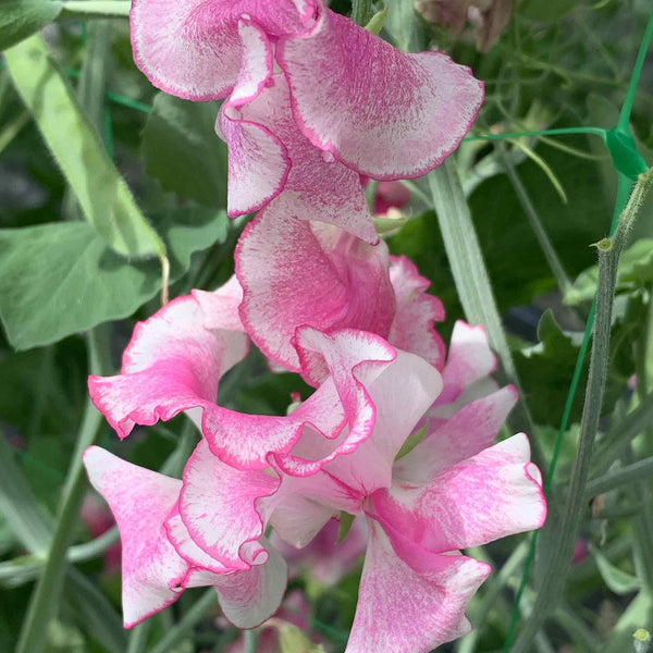 Sweet Pea Seeds 'Raspberry Sundae'