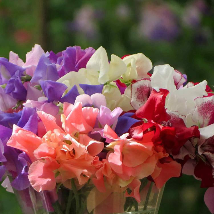 Sweet Pea Seeds 'Summer Long Mix'