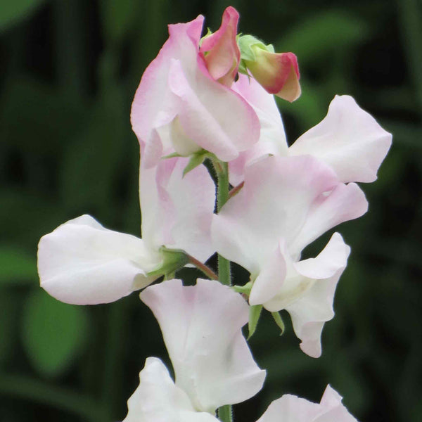 Sweet Pea Seeds 'High Society'