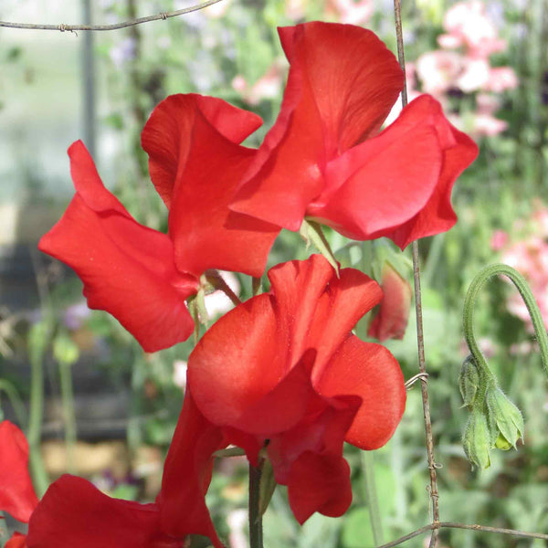 Sweet Pea Seeds 'Hannah Magovern'