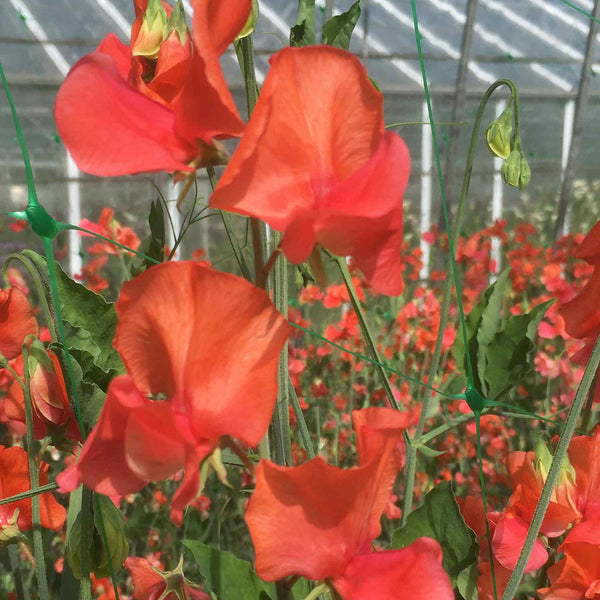 Sweet Pea Seeds 'Prince Of Orange'