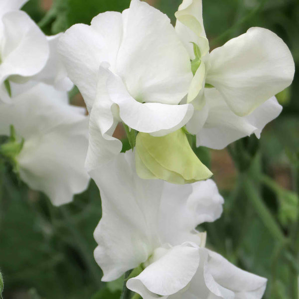 Sweet Pea Seeds 'Matterhorn'